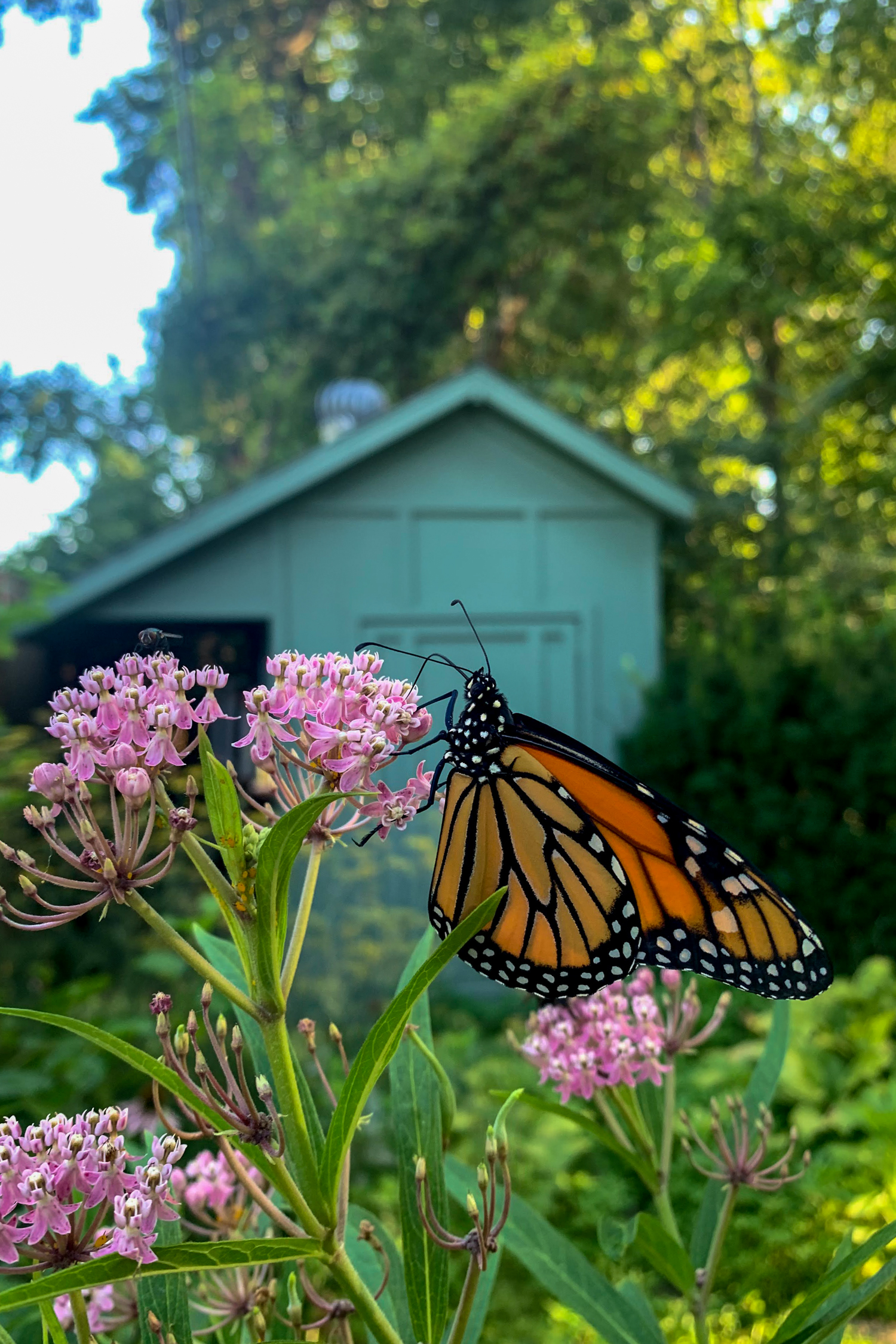 Monarch butterfly on milkweed bloom.