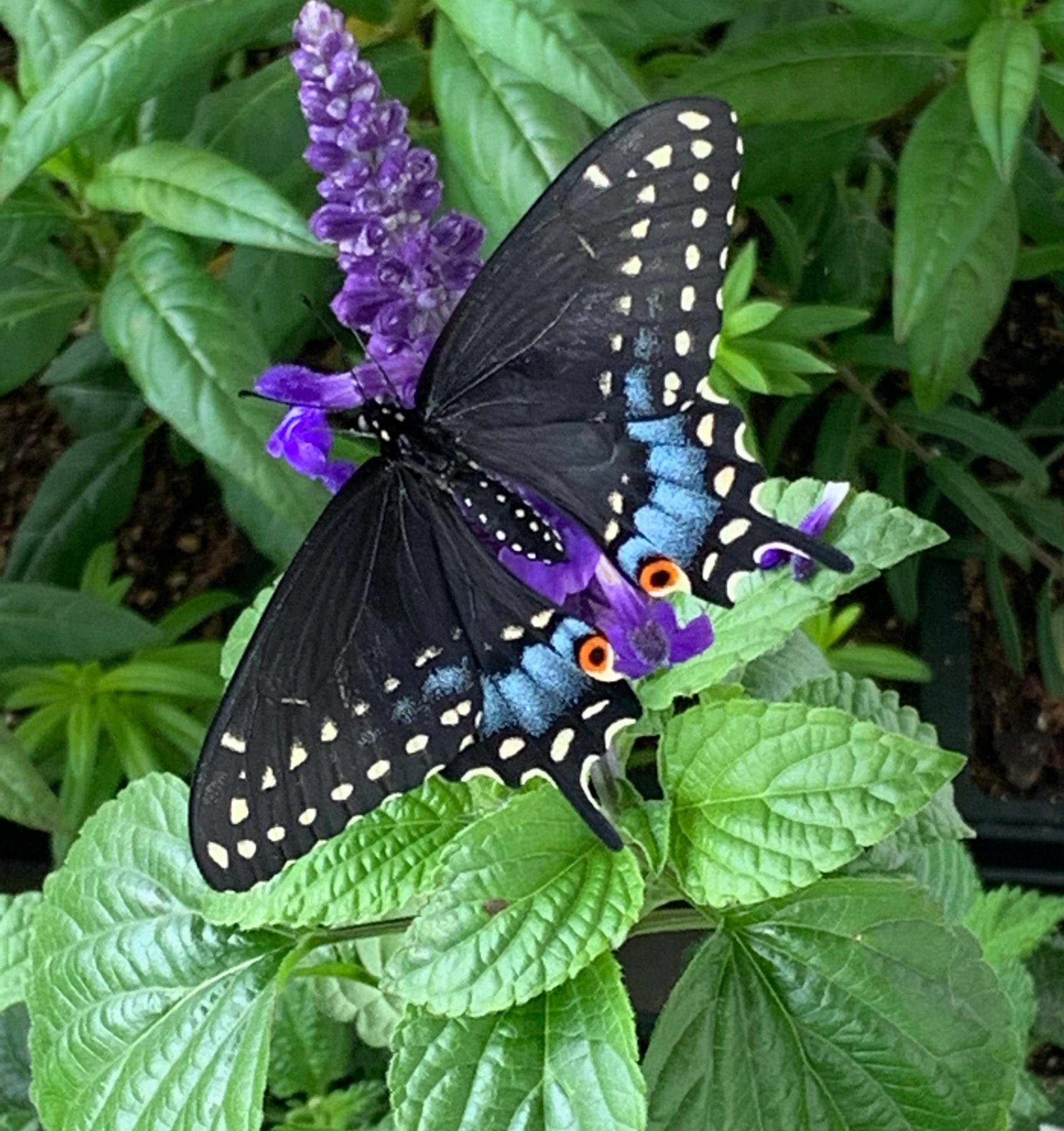 How to Raise Swallowtail Butterflies