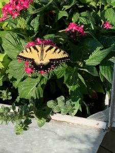 Tiger swallowtail butterfly on plant.