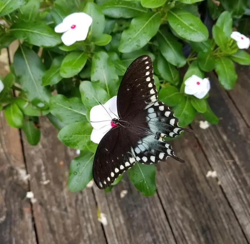 Spicebush swallowtail butterfly resting on flower on wooden deck. 