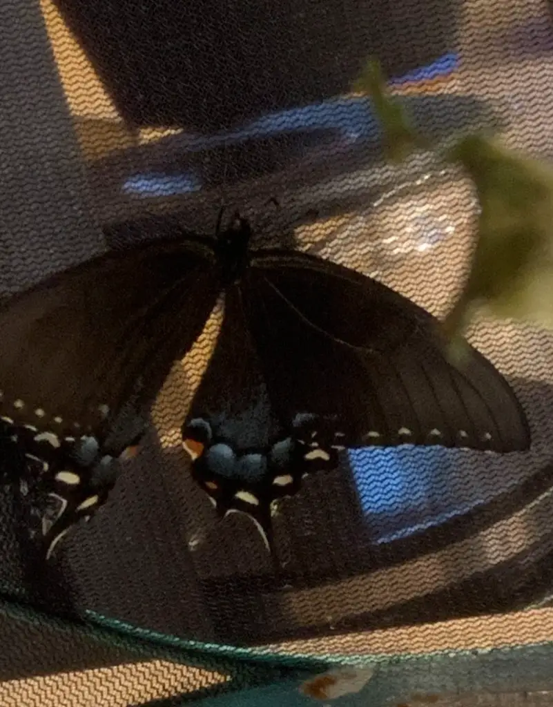 Spicebush swallowtail butterfly inside black mesh butterfly enclosure. 