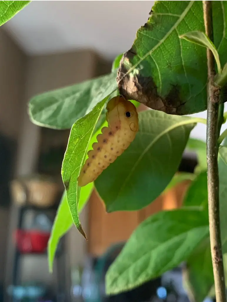 Spicebush swallowtail caterpillar has turned yellow and is hanging in its J off a spicebush leaf getting ready to pupate. 