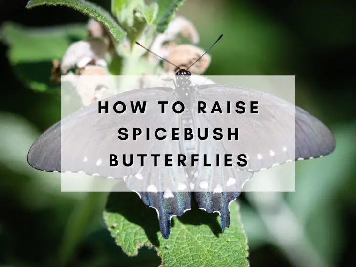 Raising Spicebush Swallowtail Caterpillars