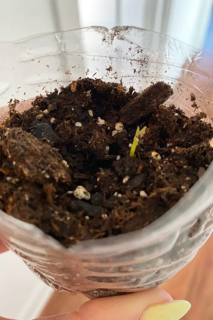 Lemon tree sprouting from germinated seed