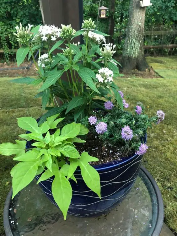 Potted butterfly garden