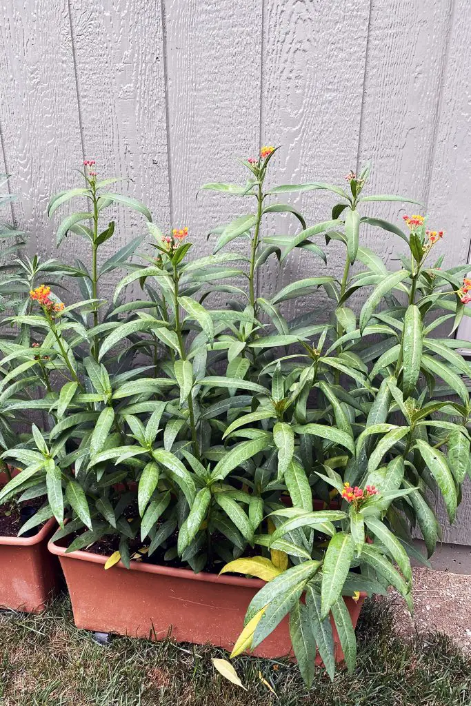 how to create a container butterfly garden - potted milkweed