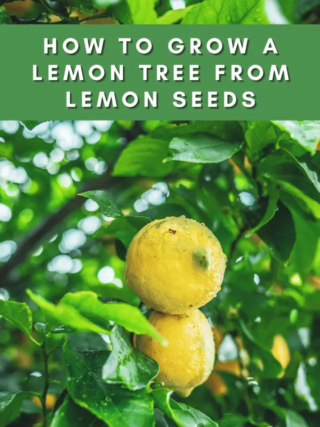 How to Grow a Lemon Tree From Lemon Seeds