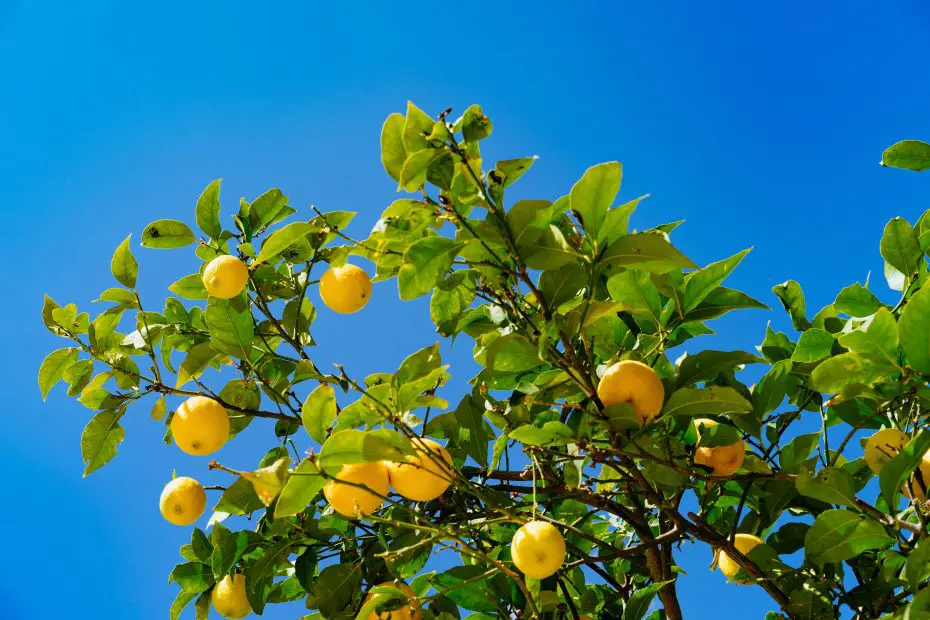how to grow a lemon tree from lemons