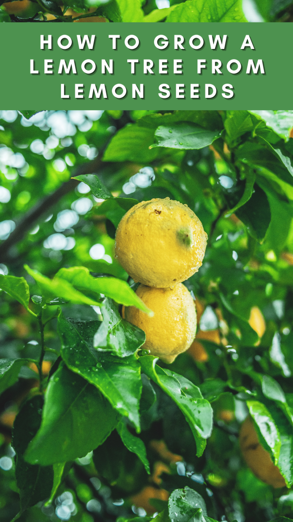 Grow a Lemon Tree From Seeds