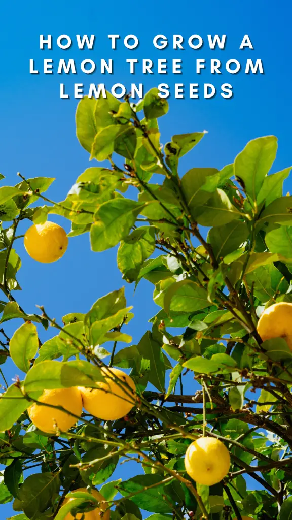 How to grow a lemon tree from lemon seeds