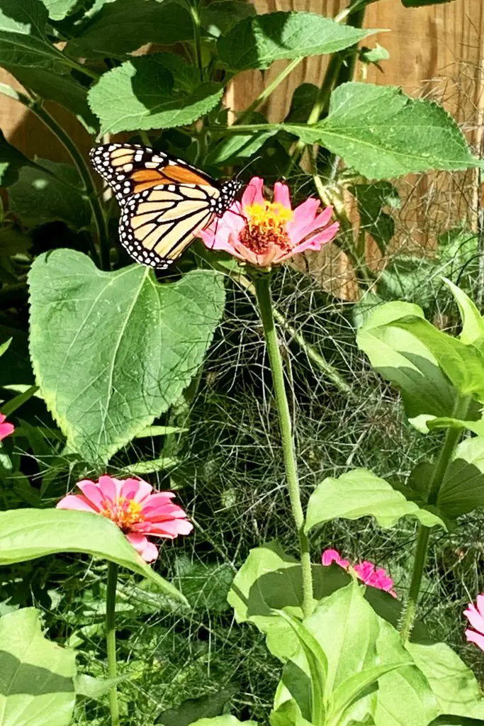 monarch butterfly on cone flower