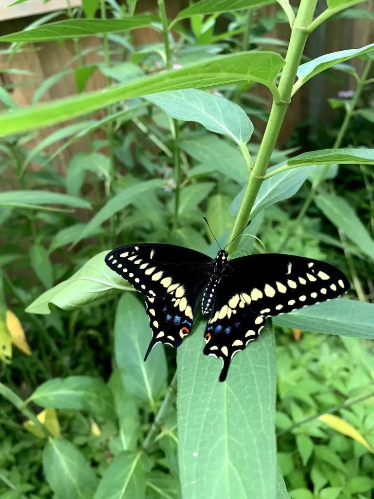 This butterfly species is found in eastern and central parts of the United States. The Eastern Black Swallowtail has black wings with iridescent blue spots, along with distinctive yellow markings. The black swallowtail caterpillar can feed on several different host plants, making it an easy one to attract to your garden and raise indoors.