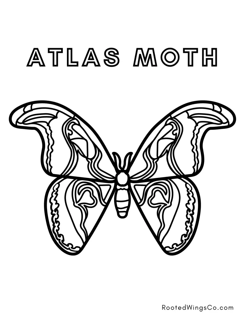 free atlas moth coloring page