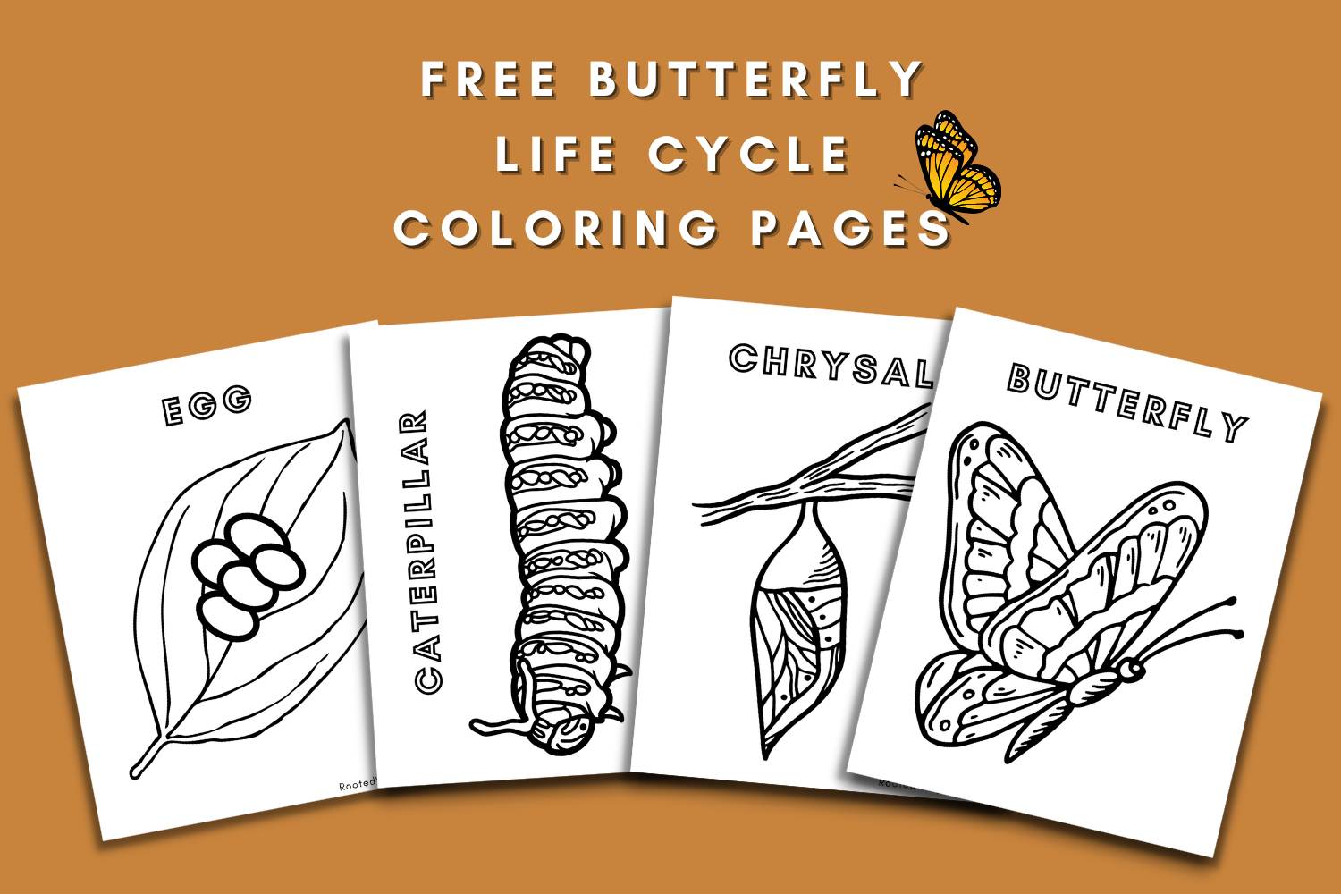 Free Butterfly Life Cycle Coloring Pages