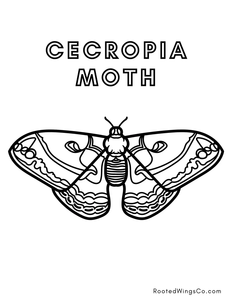 free cecropia moth coloring page