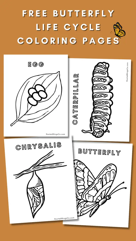 These free butterfly coloring pages are simple to print off! Download these coloring sheets to learn about the life cycle of butterflies!