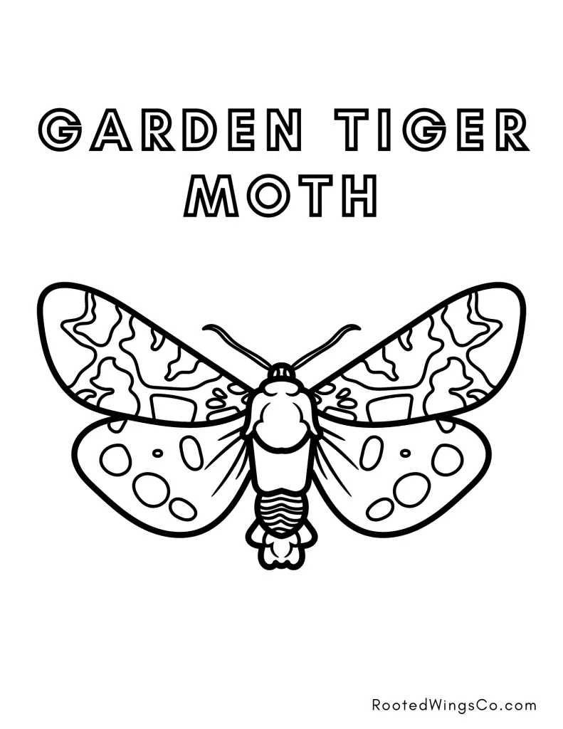 free garden tiger moth coloring page