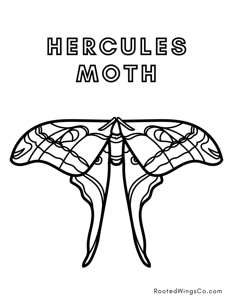 free hercules moth coloring page
