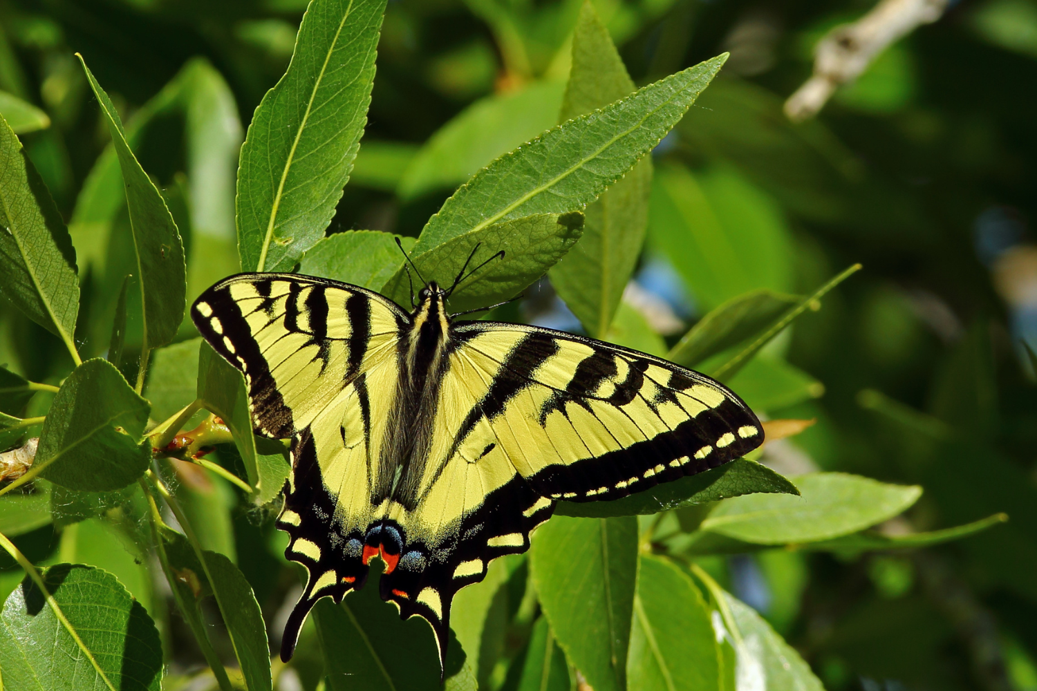 How do butterflies find host plants?