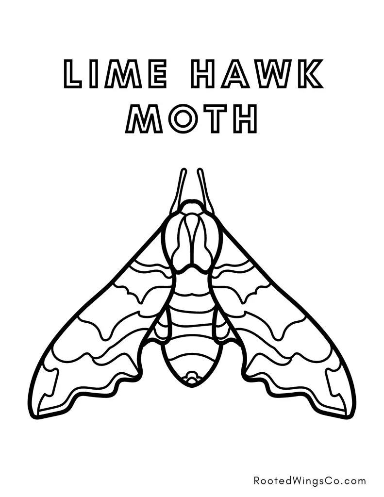 free lime hawk moth coloring page