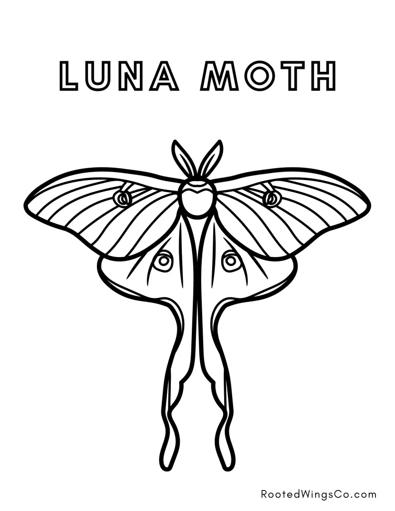 free luna moth coloring page
