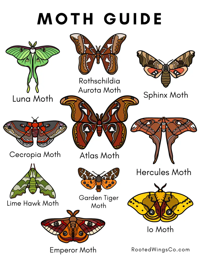 moth guide for free moth coloring pages