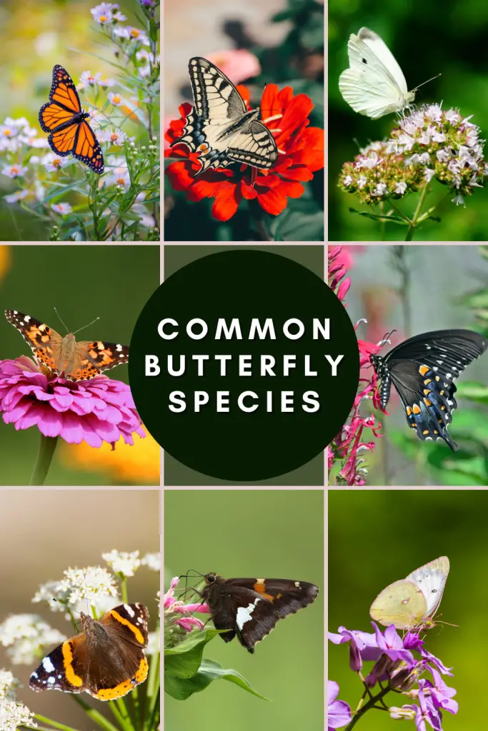 Common butterfly species in the United States: Monarch, Eastern Tiger Swallowtail, Cabbage White, Painted Lady, Eastern Black Swallowtail, Red Admiral, Silver-Spotted Skipper, Clouded Sulpher