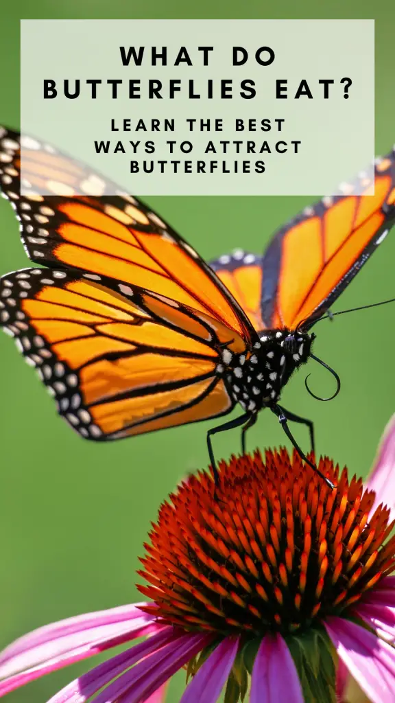 What do butterflies eat? Learn how to attract butterflies by planting their favorite food sources from caterpillars to butterflies! 
