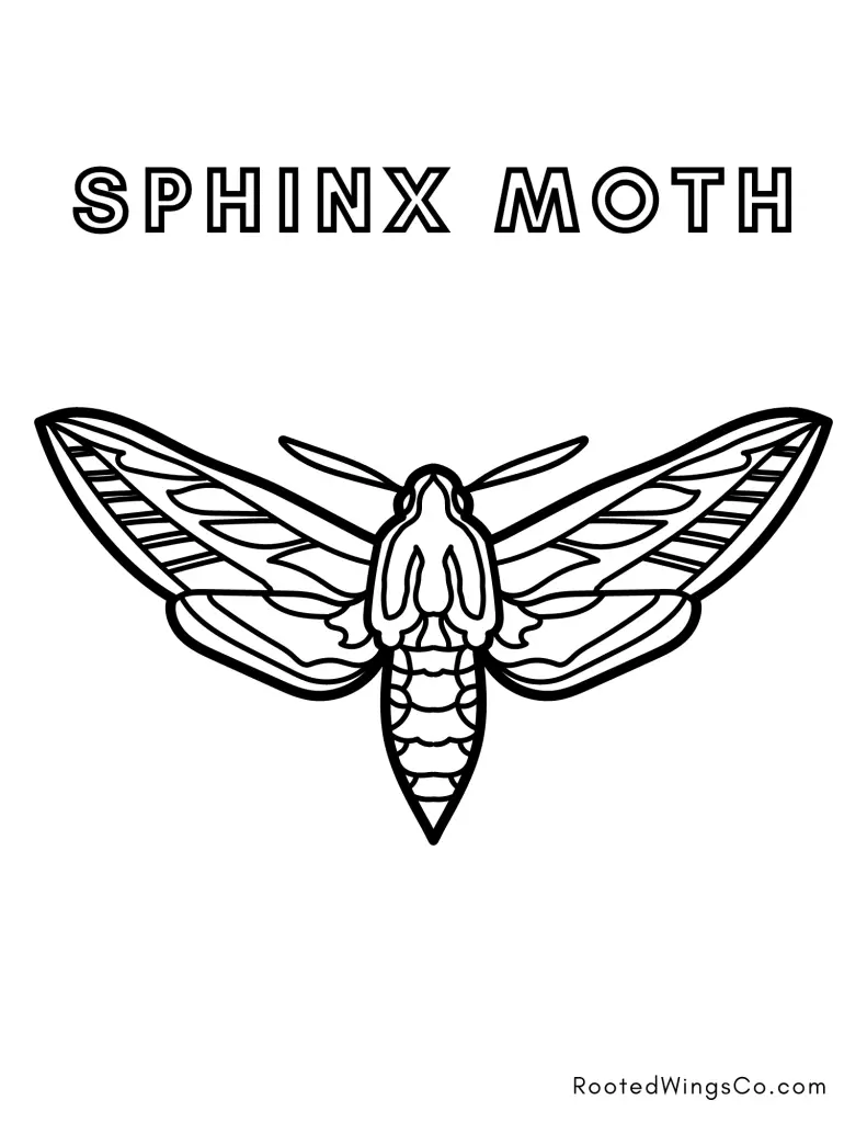 free sphinx moth coloring page