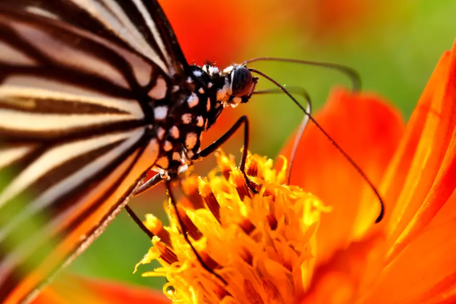 Monarch feeding on nectar from flower