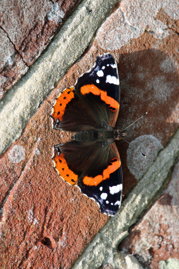 The Red Admiral is a medium-sized butterfly with black wings featuring red-orange bands and white spots. It is commonly found across the United States and is known for its active flight patterns.