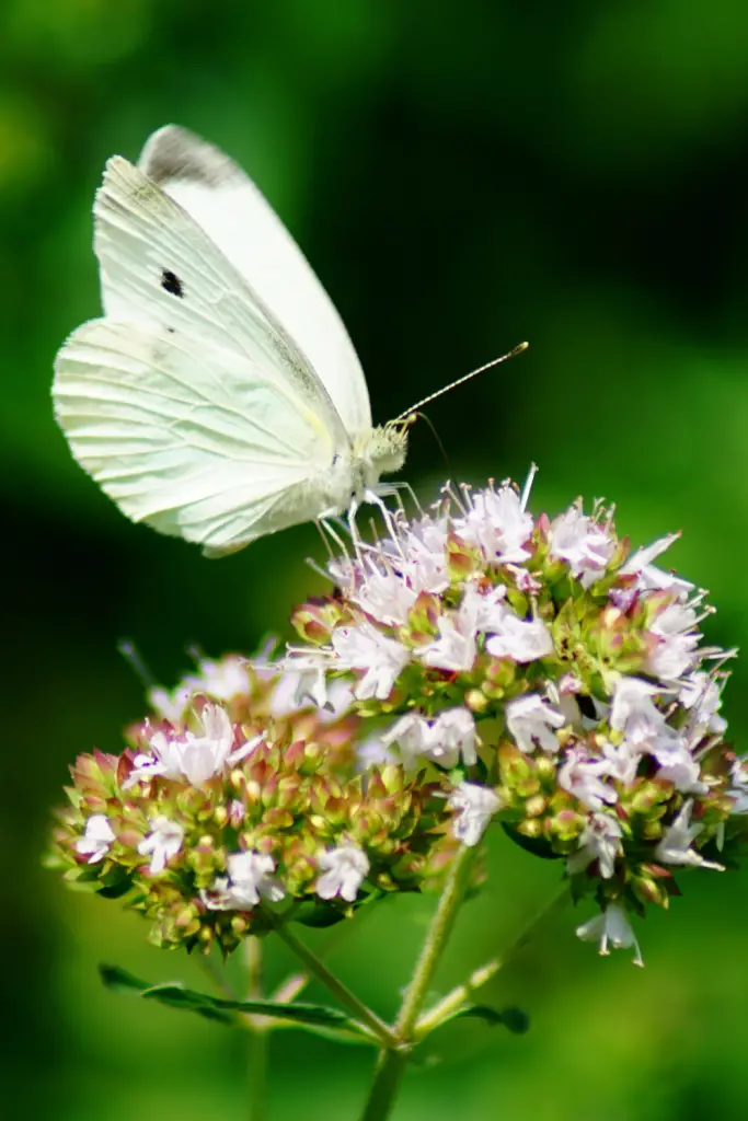 Cabbage white butterfly resting on bloom. The Cabbage White butterfly is a small to medium-sized butterfly with white wings. It is widely distributed across the United States and is commonly found in gardens and open areas. Caterpillars of this species feed on cabbage family plants.