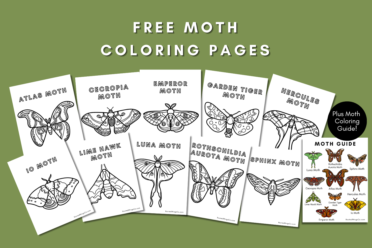 Free Moth Coloring Pages