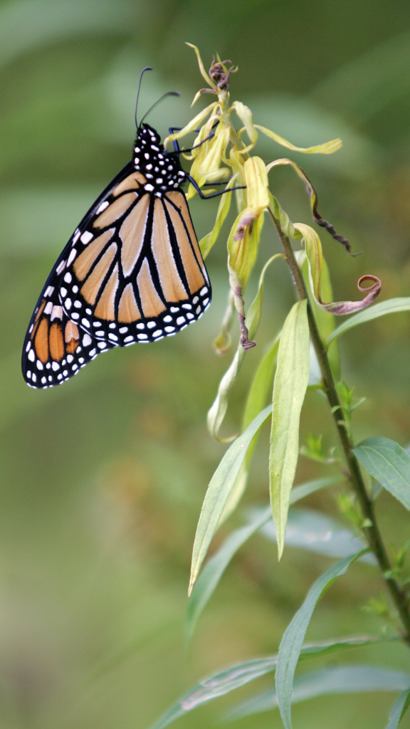 Monarch butterfly on milkweed host plant