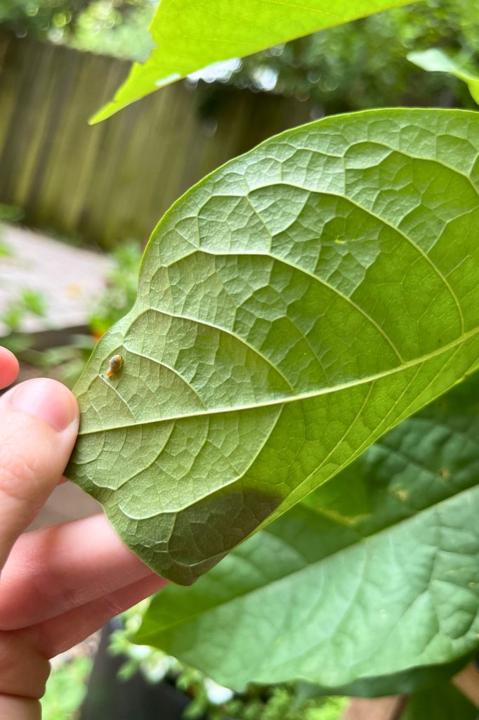 Swallowtail caterpillar on paw paw tree leaf