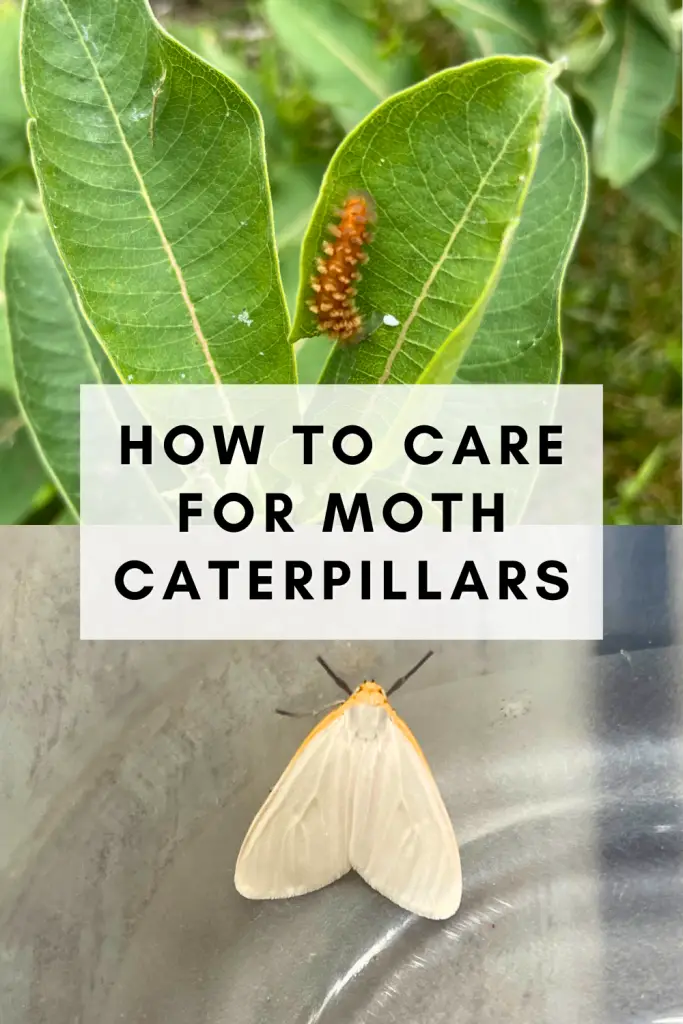How to take care of moth caterpillars