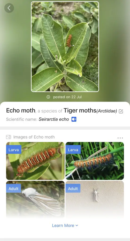 how to identify caterpillars