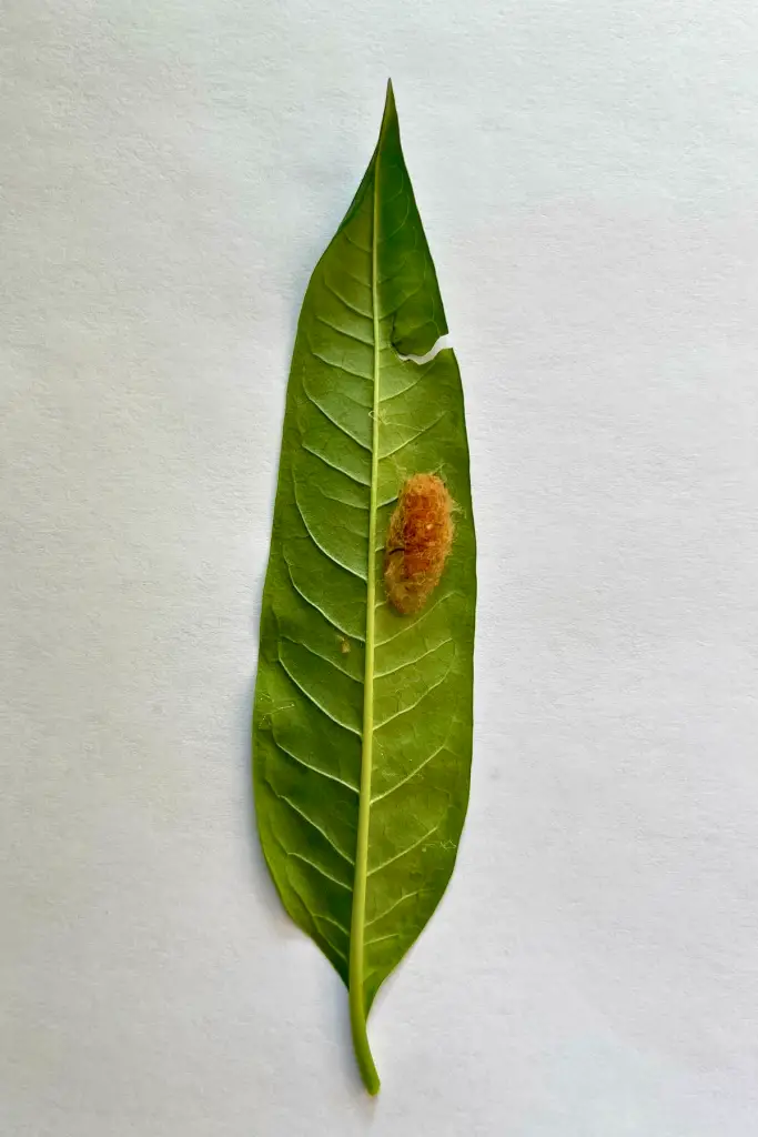 How to take care of moth caterpillars: Dogbane tiger moth cocoon