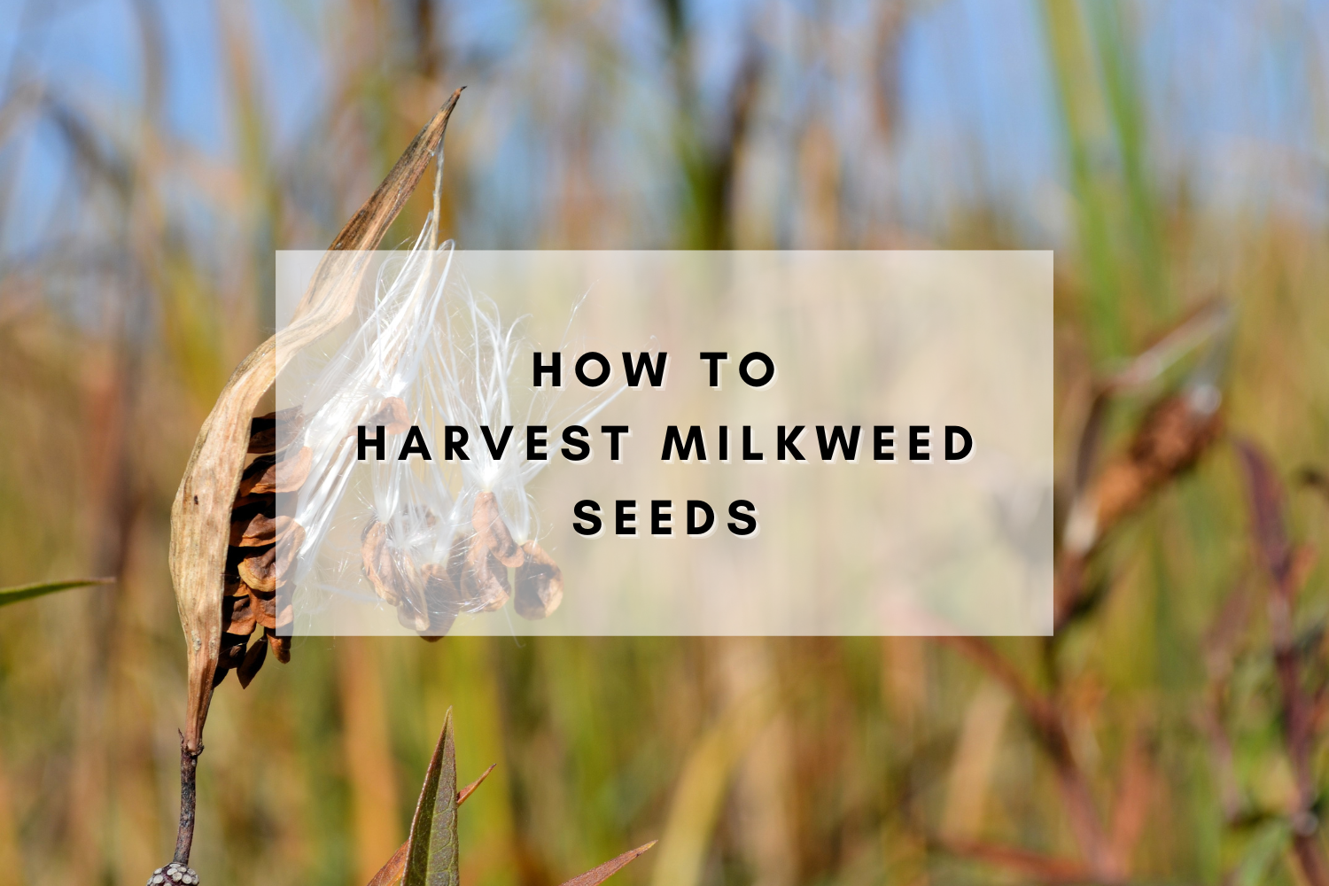 How to Harvest Milkweed Seeds