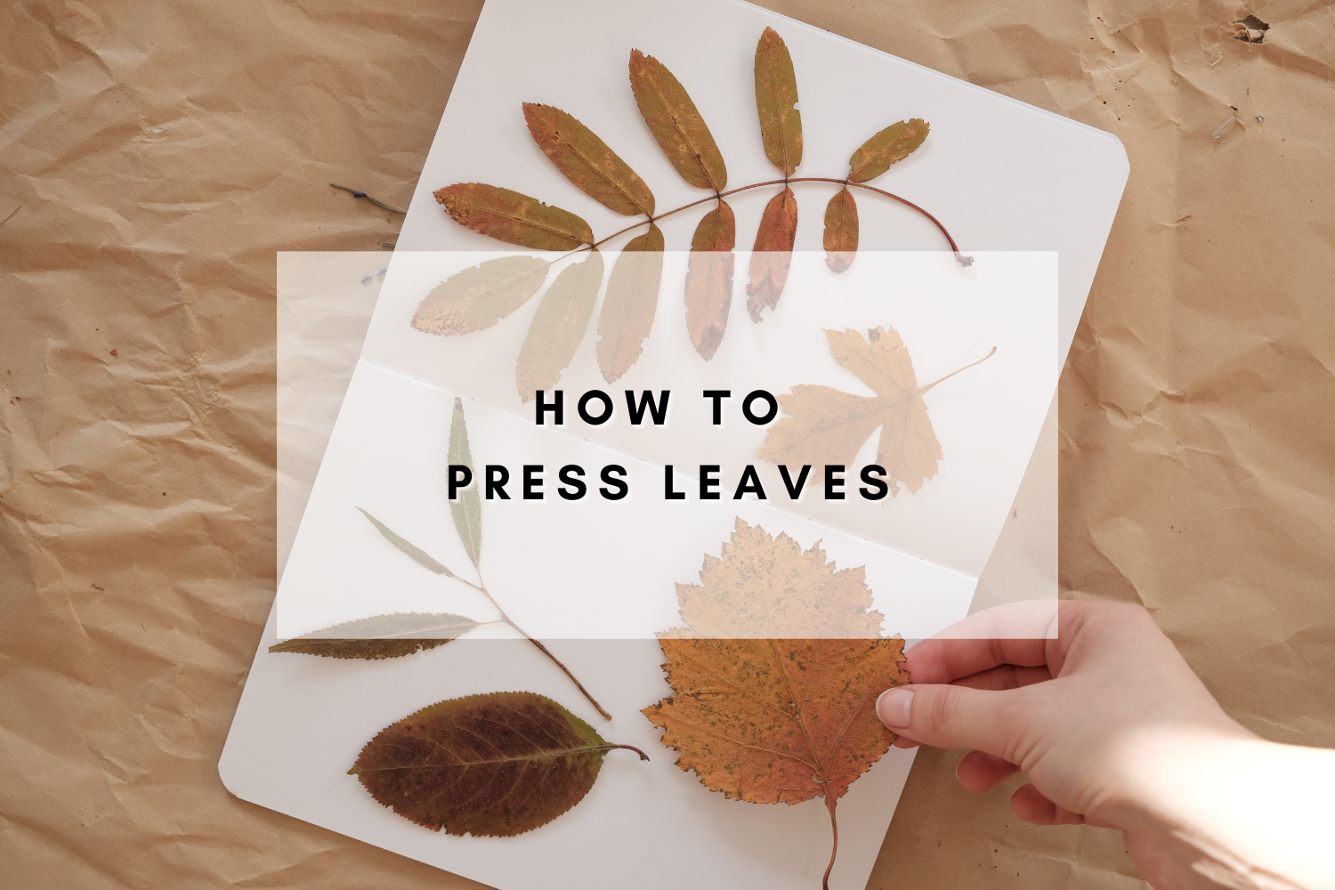 A Guide to Preserving Fall: How to Press Leaves