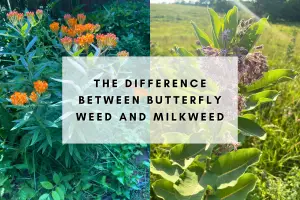 The difference between butterfly weed and milkweed