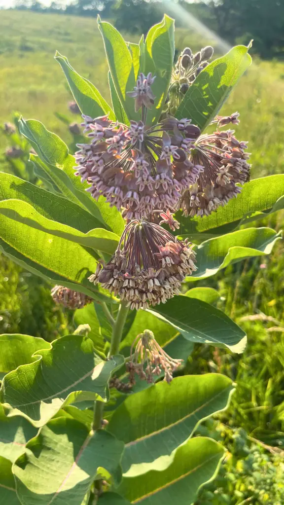 Common milkweed: learn the differences between milkweed vs butterfly weed and how each can benefit your butterfly garden