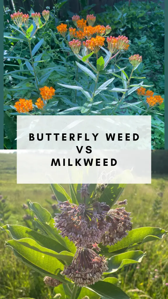 The differences between butterfly weed vs milkweed