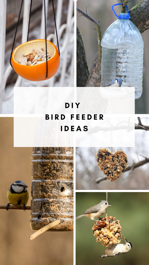 Elevate your backyard with these 8 DIY bird feeder ideas. Craft, hang, and watch the magic of birdwatching unfold!