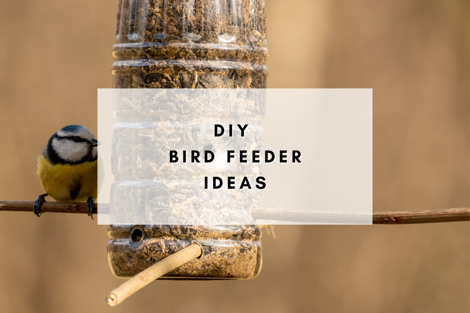 DIY Bird Feeder Ideas