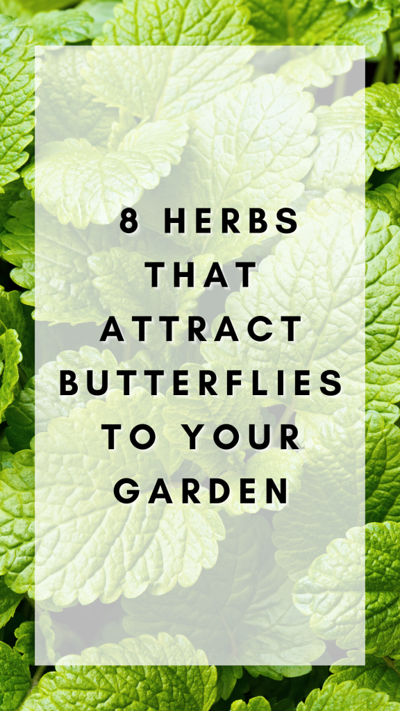 8 Herbs That Attract Butterflies to Your Garden
