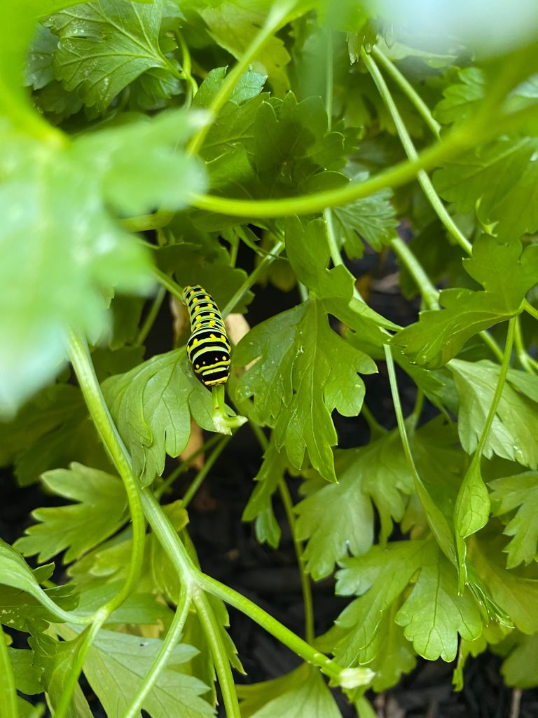 8 Herbs That Attract Butterflies to Your Garden