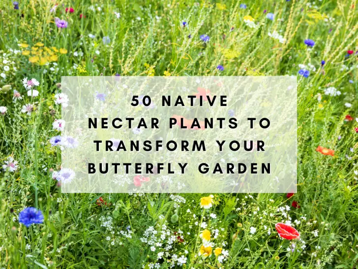 50 Native Nectar Plants to Transform Your Butterfly Garden