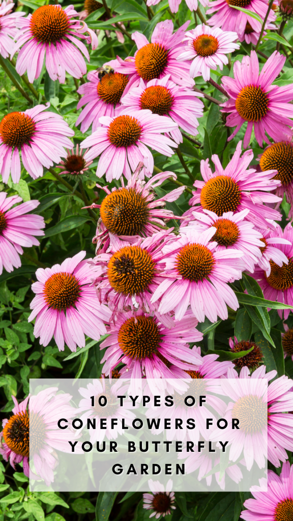 10 types of Coneflowers + 50 native nectar plants to attract butterflies and pollinators to your garden. 