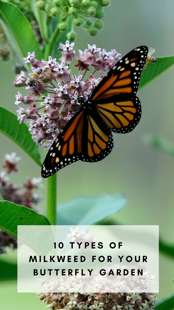 10 types of milkweed for your butterfly garden + 50 native nectar plants to attract butterflies and pollinators to your garden. 